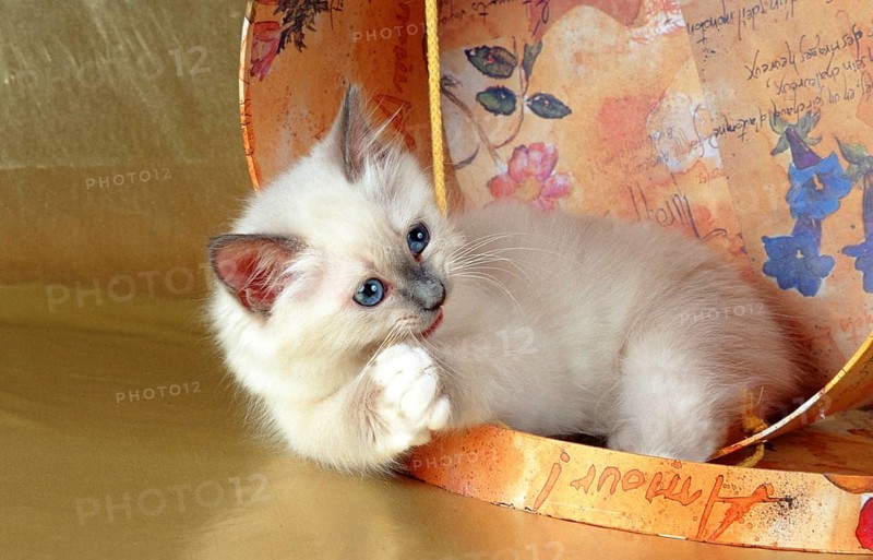 Holy Burmese cat bluepoint 10 weeks old kitten