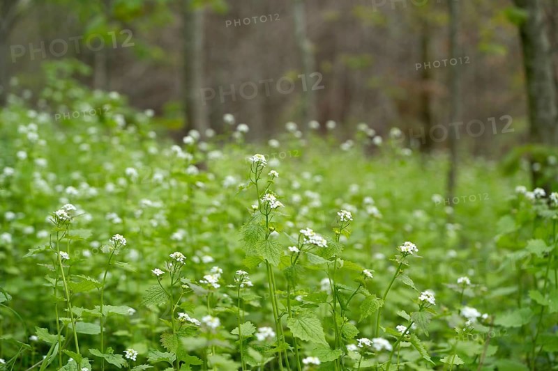 Garlic rocket (Alliaria petiolata), large cluster in full bloom, Velbert, North Rhine-Westphalia, Germany, Europe
