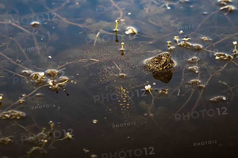 European pond turtle in the water between vegetation