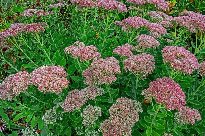 Showy stonecrop (Hylotelephium spectabile), Kempten, Allgäu, Bavaria, Germany, Europe