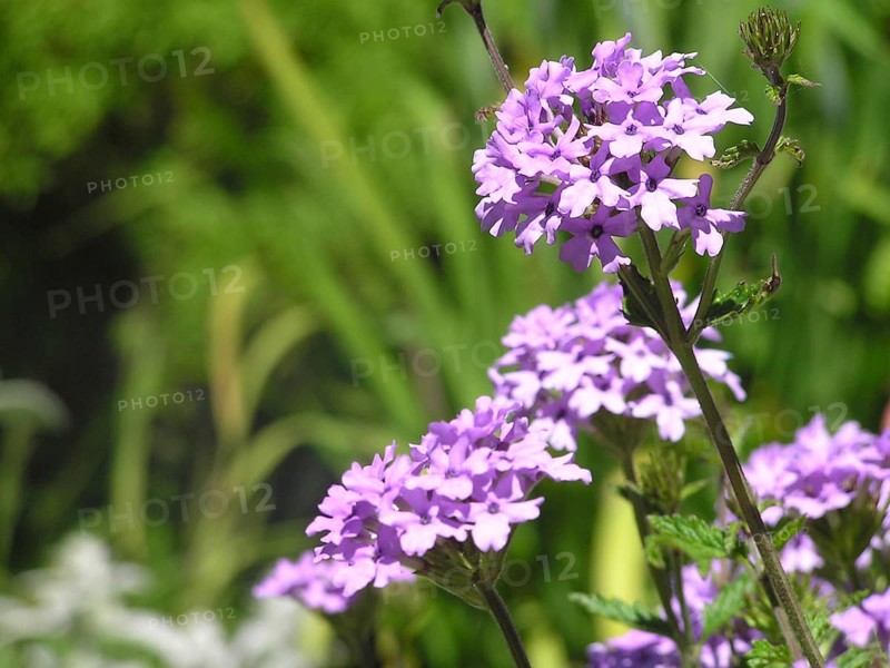 Mauve flowers in garden setting