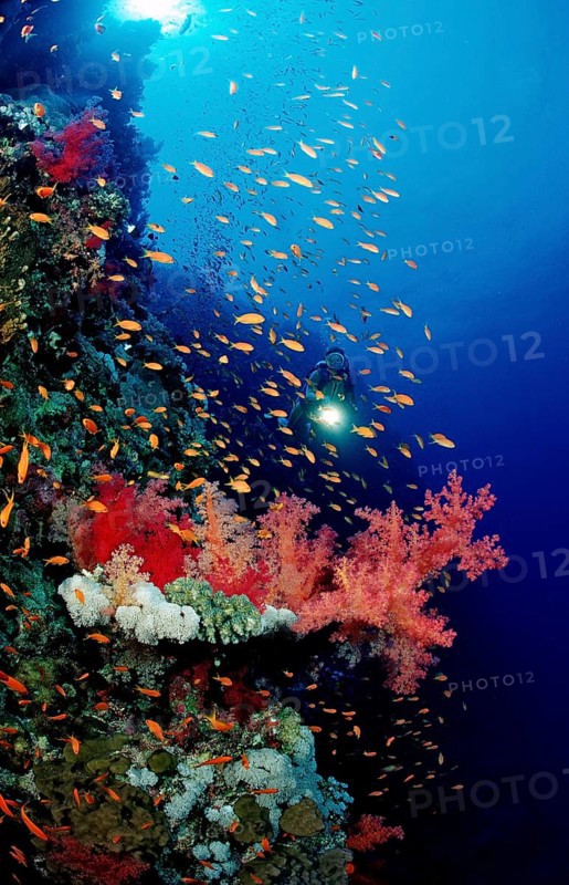 Diver and colourful coral reef, Egypt, Africa, Elphinstone Reef, Red Sea, Africa