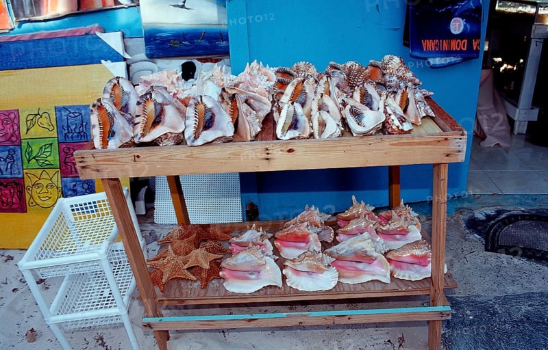 Shells and sea snails as souvenirs, Punta Cana, Caribbean, Dominican Republic, Central America