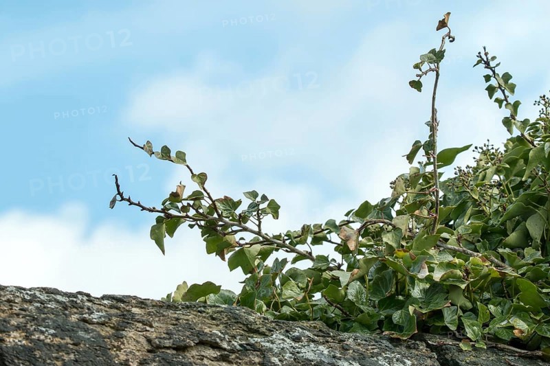 Ivy growing on old wall, against blue sky with clouds
