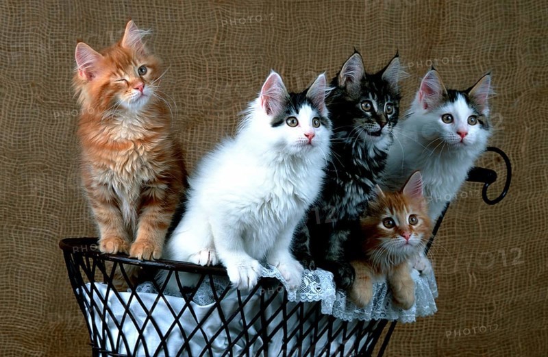 Main Coone cat litter 16 weeks old