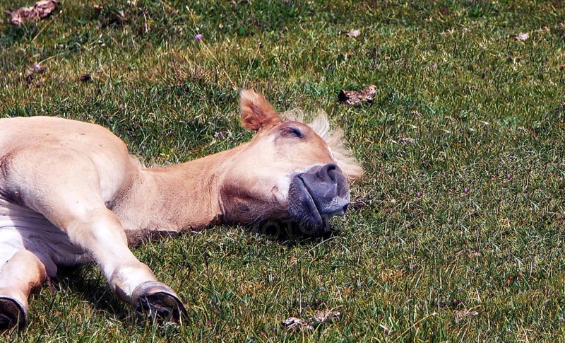 Sleeping Haflinger foal