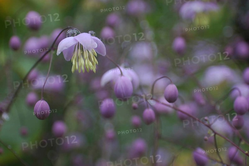 Mauve flower, Thalictrum dipterocarpum