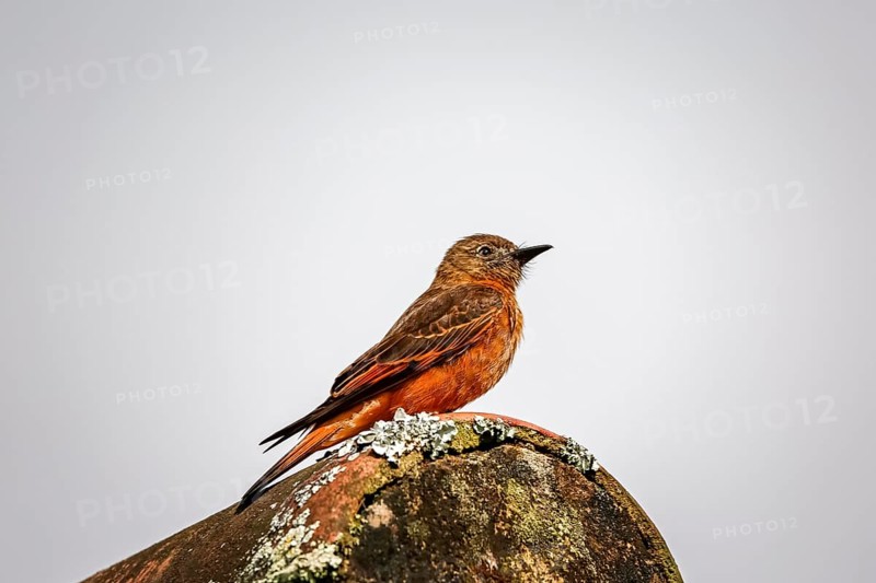 Colorful Swallow flycatcher perched on a rooftop against bright background, Caraca natural park, Minas Gerais, Brazil, South America