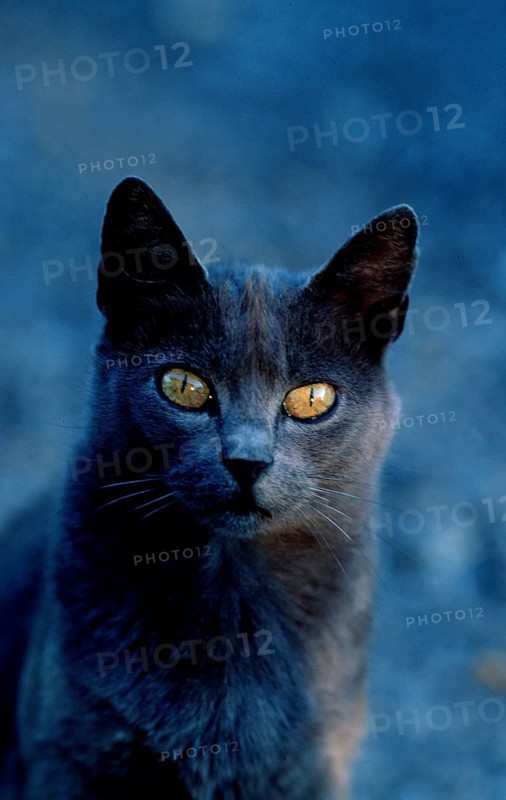 European shorthair cat, male