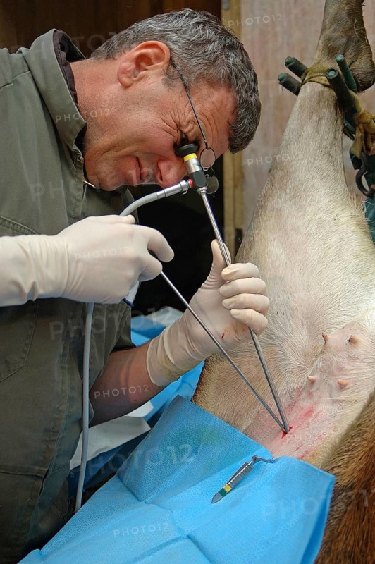 GREYMOUTH, NEW ZEALAND, CIRCA 2006: A vet uses a laparascope to find the uterus of a hind during an embryo transfer programme on red deer hinds circa 2006, near Greymouth, New Zealand, Oceania
