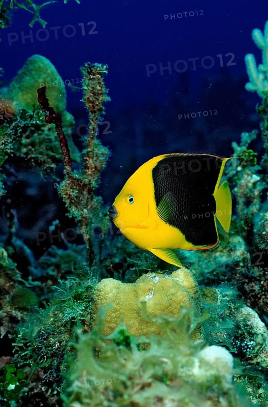 Rock beauty, Holacanthus tricolor, British Virgin Islands, BVI, Caribbean Sea, Caribbean, Leeward Islands, North America