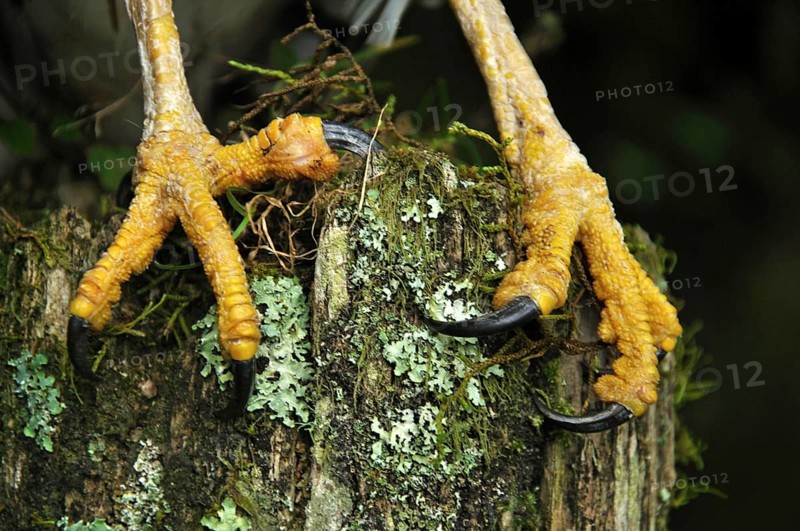 Detail of talons of Australasian Harrier Hawk, Circus approximans, New Zealand, Oceania