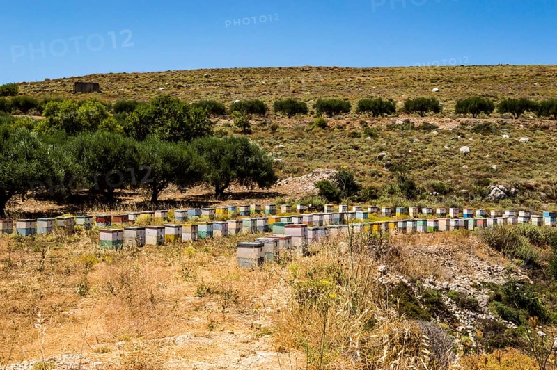 Colorful wooden beehives among olive trees in the mountains of Crete
