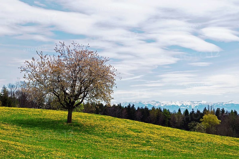 Blossoming apple tree in a spring meadow on Lake Constance during a foehn wind, taken at Gehrenberg near Markdorf
