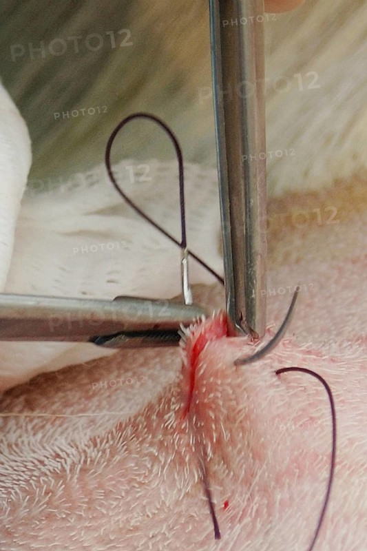 A vet sews up the incision in the abdomen of a surrogate hind during an embryo transfer programme on red deer hinds in New Zealand
