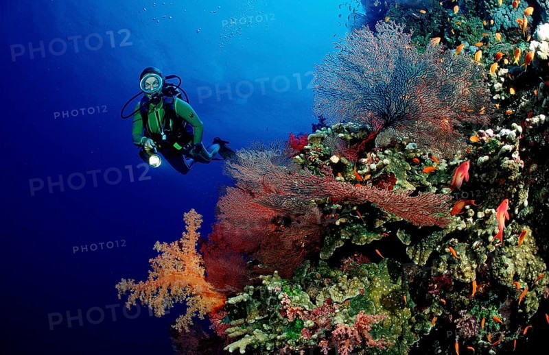 Diver and colourful coral reef, Egypt, Africa, Sinai, Ras Mohammed, Red Sea, Africa