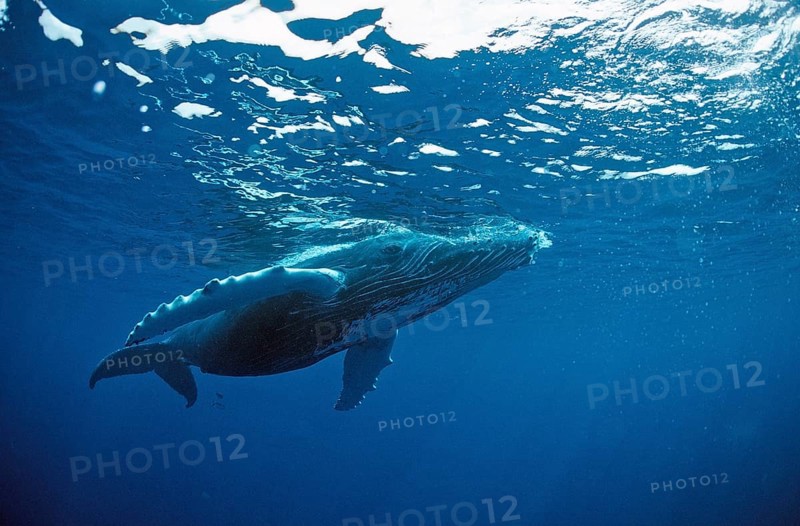 Humpback whale, calf, Megaptera novaeangliae, Silverbanks, Caribbean Sea, Dominican Republic, Central America