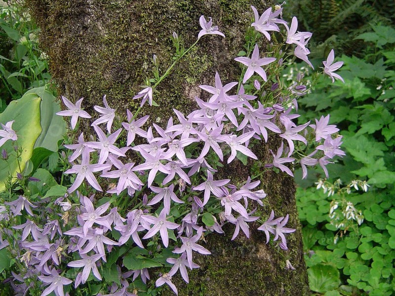 Mauve flowers on creeping vine