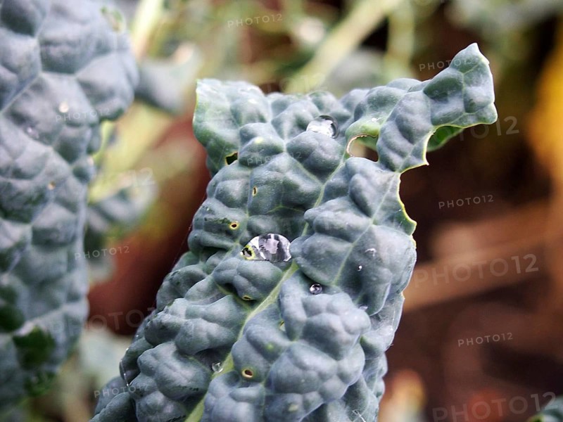 Close up of late autumn kale growing with holes caused by garden pests eating the leaves