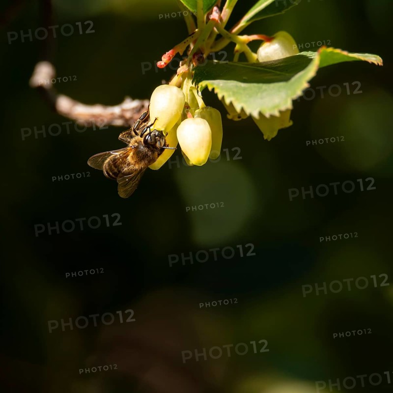 A bee feeding on yellow flowers amid green leaves in close-up view, pollinating insects on strawberry tree flowers, granada andalucia spain