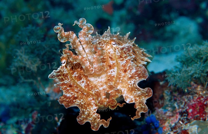 Sepia, Sepia sp., Indonesia, Wakatobi Dive Resort, Sulawesi, Indian Ocean, Banda Sea, Asia