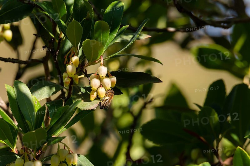 A bee perched on yellow flowers surrounded by green leaves in the sunlight, pollinating insects on strawberry tree flowers, granada andalucia spain