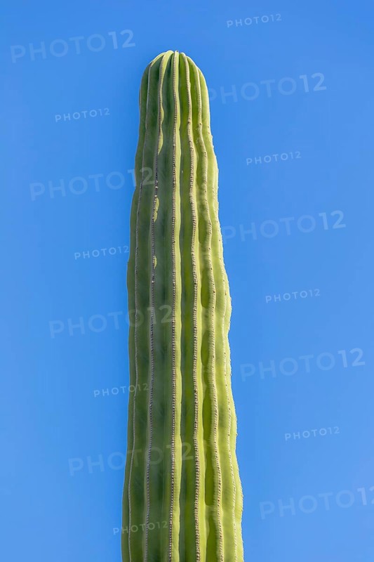 Mexican elephant cactus Pachycereus pringlei