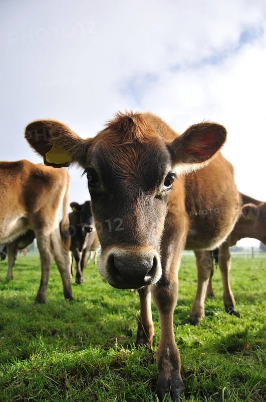 Young jersey calf distorted by wide angle lens