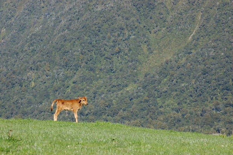 Jersey calf standing on hump, West Coast farm, South Island, New Zealand, Oceania