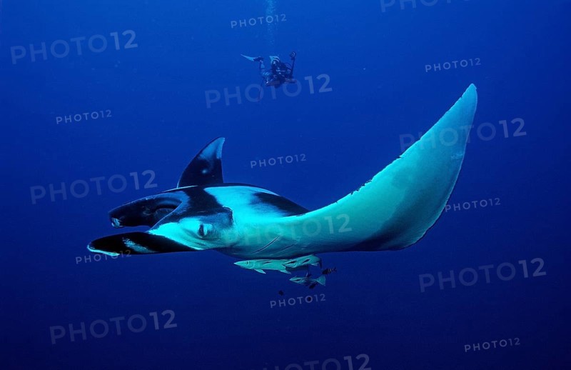 Manta rays and divers, Manta birostris, Egypt, Red Sea, Brother Islands, Africa