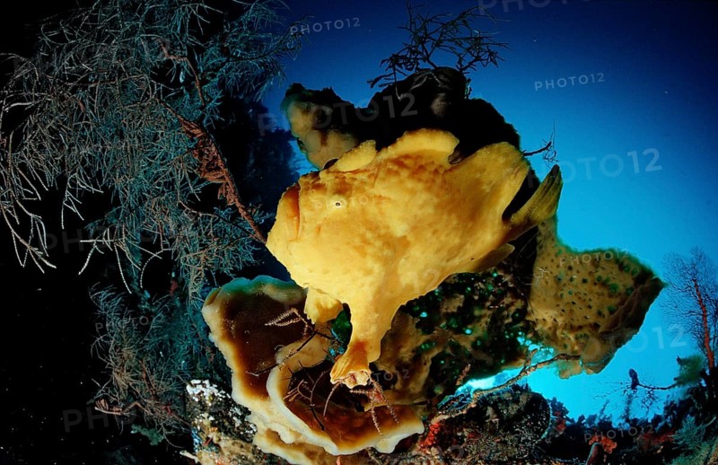 Giant Frogfish, Toadfish, Antennarius commersonii, Indonesia, Raja Ampat, Irian Jaya, West Papua, Indian Ocean, Asia