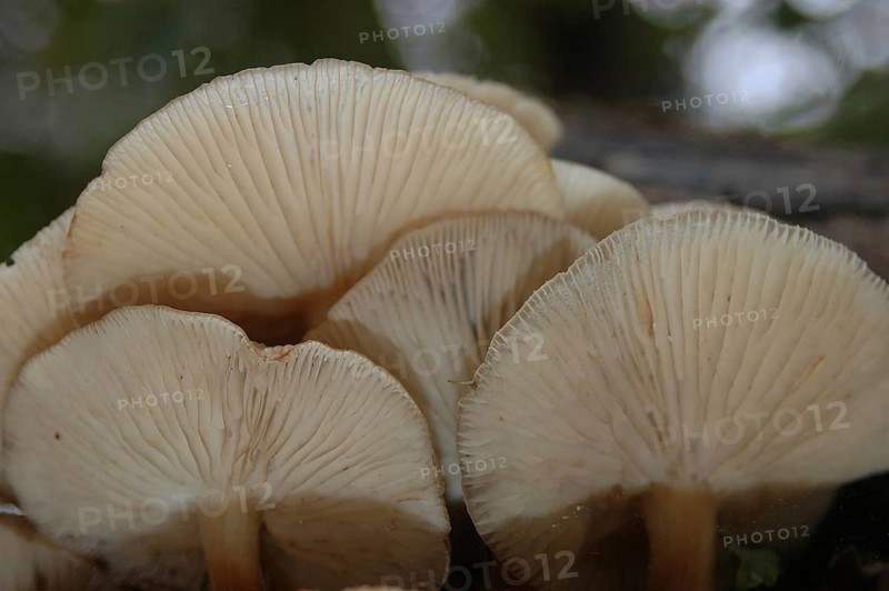 Underside of a group of pale brown toadstools, Flammulina velutipes, growing on a rotten log, West Coast, South Island, New Zealand, Oceania