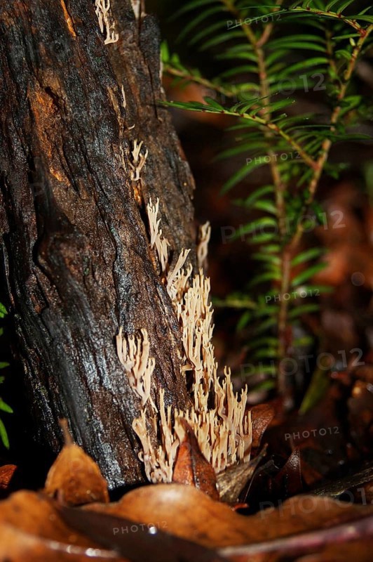 Coral fungi, genus Clavicorona, West Coast, South Island, New Zealand, Oceania