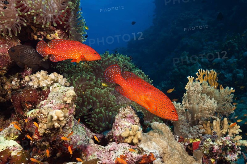 Jewelled grouper, Cephalopholis miniata, Red Sea, Ras Mohammed, Egypt, Africa