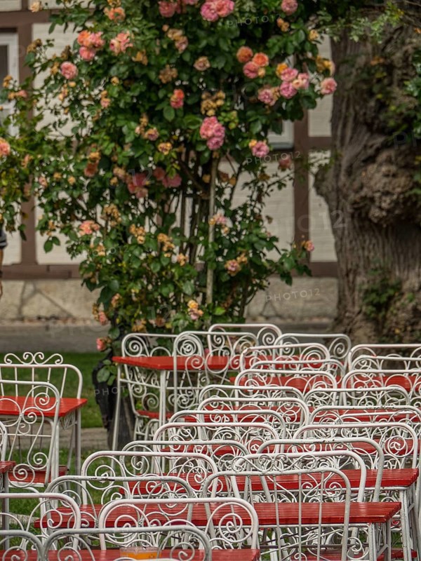 A rustic-style café with white metal furniture, red wood and a lush rose bush, ystad, sweden, baltic sea, scandinavia