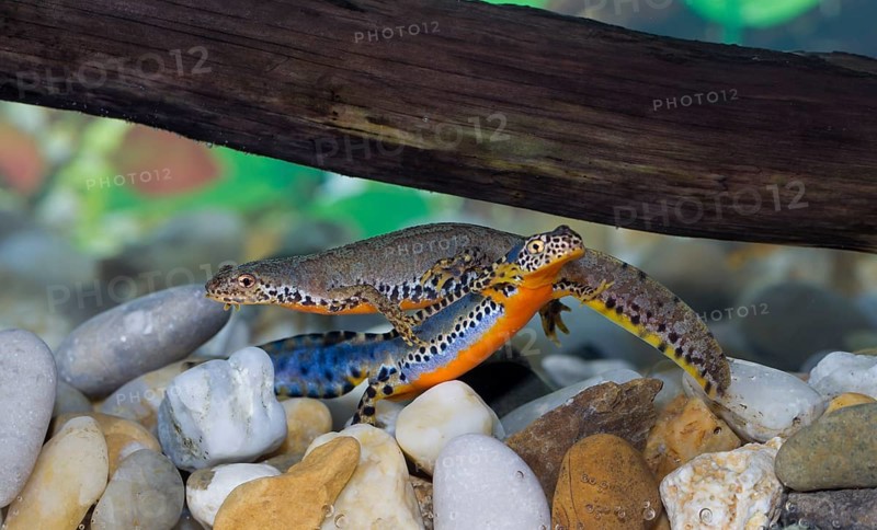 Alpine newt, Triturus alpestris