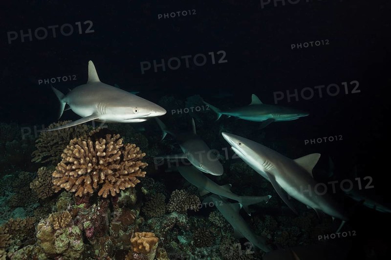 Grey reef sharks hunting at night, Carcharhinus amblyrhynchos, Fakarava, Tuamotu Archipelago, French Polynesia, Oceania