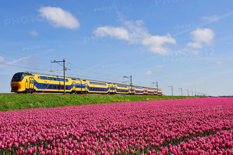 Den Helder, Netherlands. May 2023. Dutch train passing a blossoming field of tulips