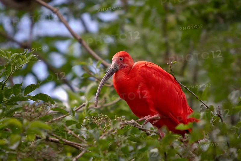 Red Sickler, Eudocimus ruber, scarlet ibis