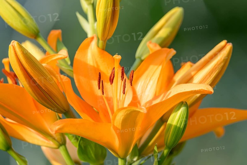 Orange day-lily blooming with buds in front of a blurred background