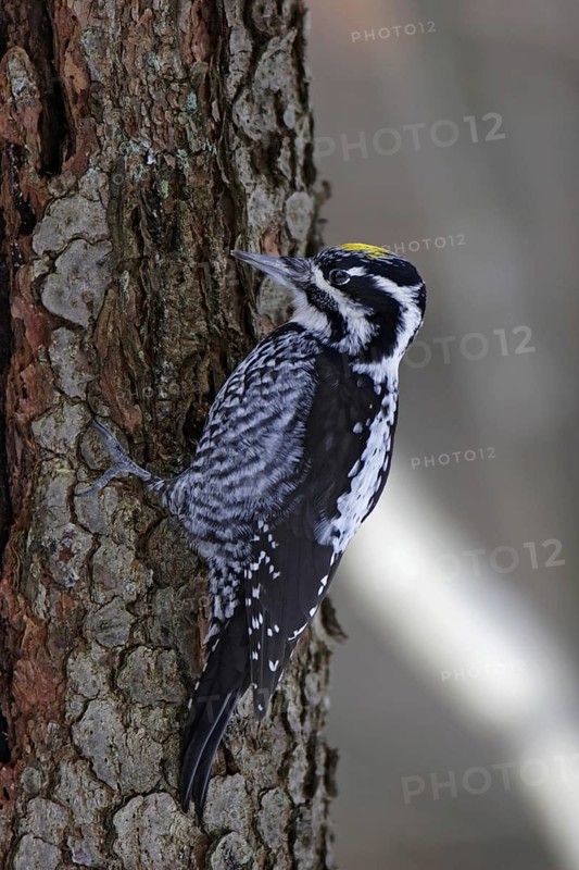 Three-toed woodpecker, male, Picoides tridactylus, three-toed woodpecker, male