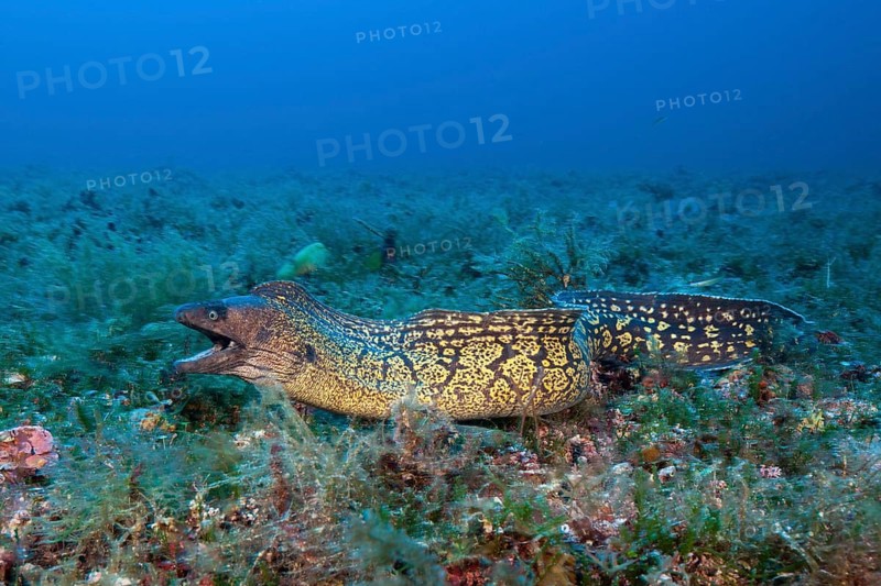 Mediterranean moray eel, Muraena helena, Vis Island, Mediterranean Sea, Croatia, Europe