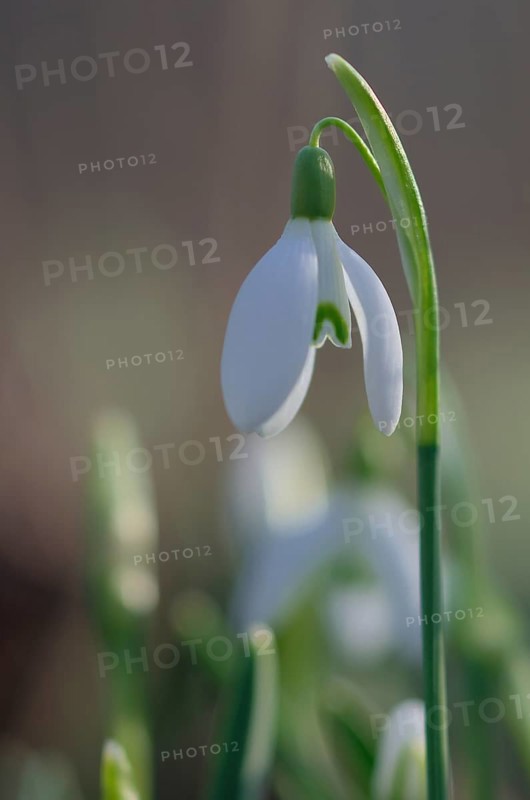 Close-up of common snowdrops (Galanthus nivalis)