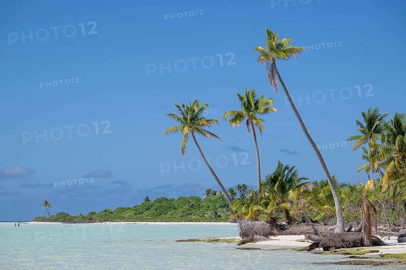 Trio of coconut palms (Cocos nucifera), private island, bird island, privileged, ecological, adventure, Tetiaroa, atoll, Marlon Brando Island, French Polynesia, Society Islands, Leeward Islands, Oceania