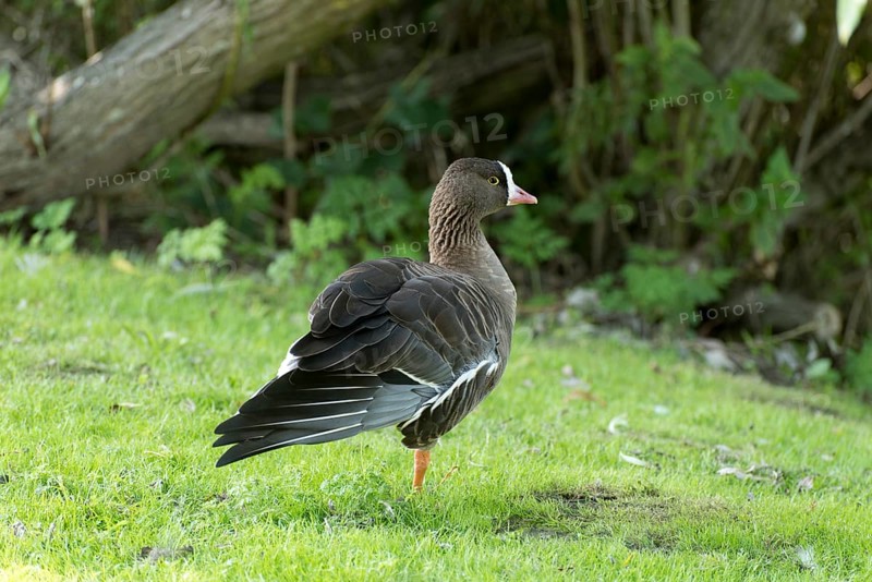 Lesser White-fronted Goose standing on one leg in a meadow with its wing outstretched