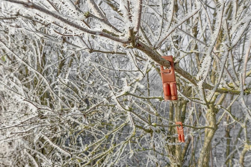Plastic pheromone traps against the grape berry moth hanging in a frozen bush in winter