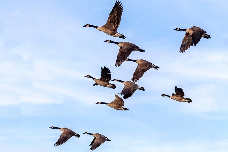 Flock of Canada geese (Branta canadensis) in flight