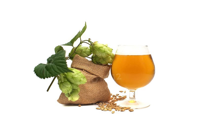 Elegant glass of chilled lager or draft with frothy head alongside sprig of green hops and barley over a white background