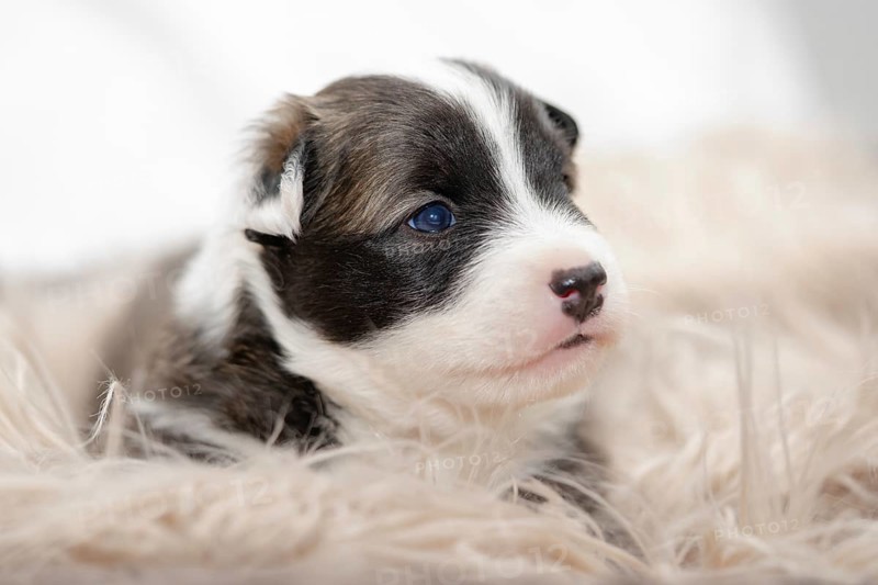 3 week old puppy (Icelandic Hound breed)