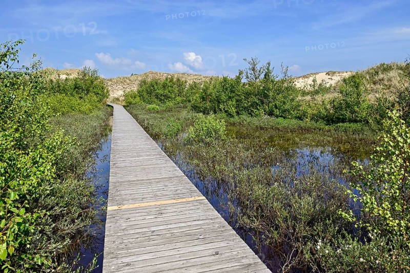 Boardwalk in the Amrum dunes nature reserve near Wittdün, Amrum, North Frisian Island, North Frisia, Schleswig-Holstein, Germany, Europe